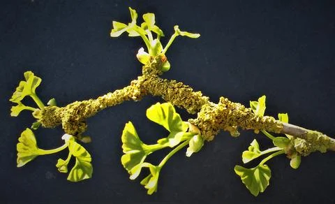 Ginkgo 1 Stock Photos