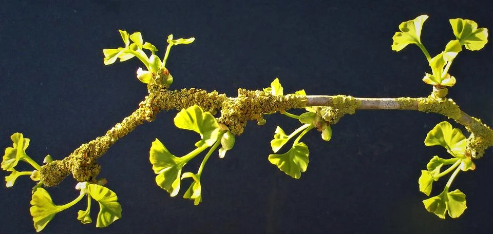 Ginkgo 2 Stock Photos