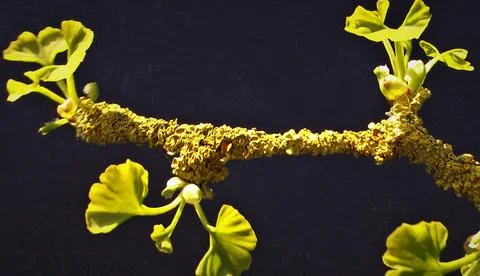 Ginkgo 3 Stock Photos