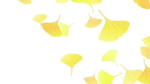 Ginkgo animation Video stock 139598373