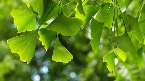 Ginkgo Biloba Close Up Stock Footage 196111376