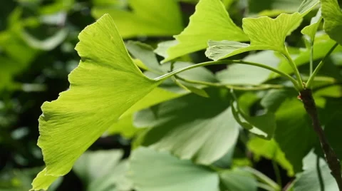 Ginkgo biloba Stock Footage 63369975
