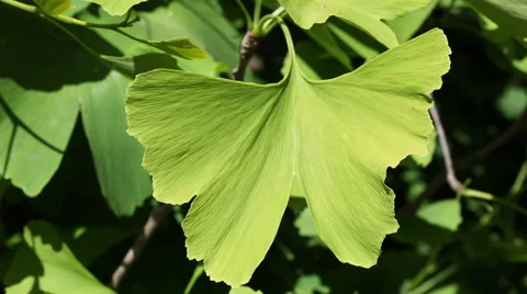 Ginkgo biloba Stock Footage 63370761