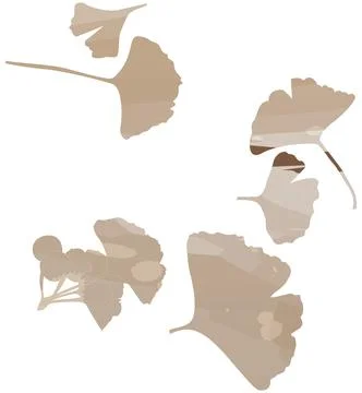 Ginkgo biloba leaf set. Vector brown isolated realistic objects. Botanical 스톡 일러스트