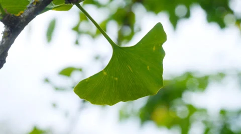 Ginkgo Biloba leaf on tree Stock Footage 38567012