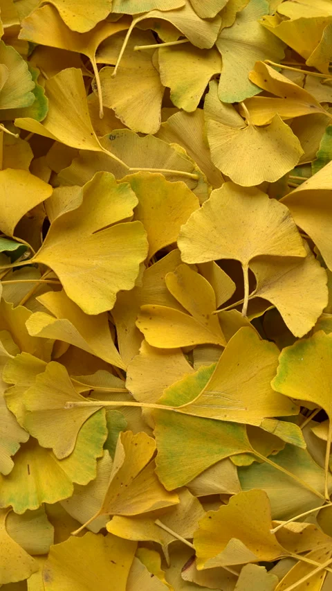 Ginkgo biloba leaves pattern background. Vertical video. Stock Footage 282797857
