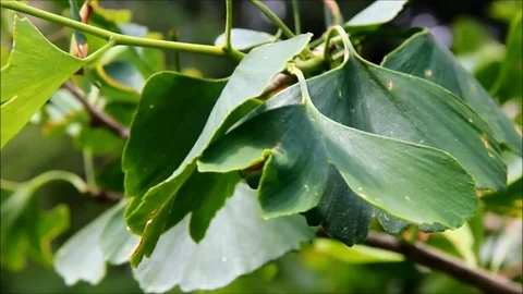 Ginkgo biloba leaves in the summer time Stock Footage