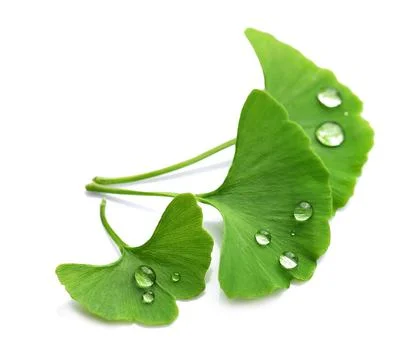 Ginkgo biloba leaves with water drops Stock Photos