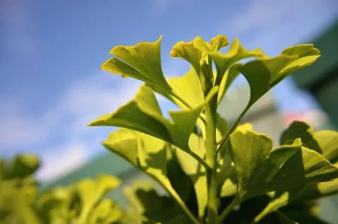 Ginkgo biloba Stock Photos