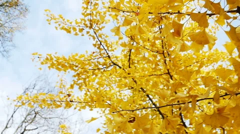 Ginkgo biloba tree leave panning Stock Footage 44890885