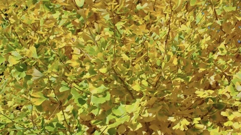 Ginkgo is a deciduous tree so ancient that it is commonly known as a “living fos Stock Footage 304247589