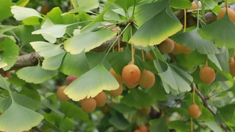 Ginkgo fruit on a ginkgo tree Video stock 310161308