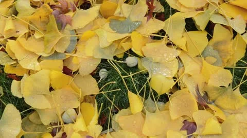 Ginkgo (Ginkgo biloba) Stock Footage 18008341