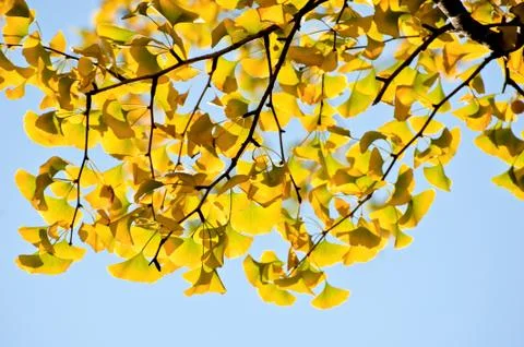 Ginkgo leaf in autumn Foto stock