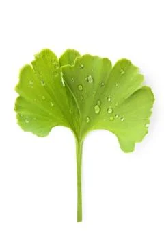 Ginkgo leaf with dew. Stock Photos