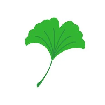 Ginkgo leaf. Flat vector illustration isolated on white. Stock Illustration