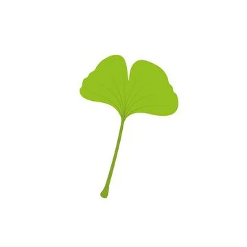 Ginkgo leaf. Flat vector illustration isolated on white Stock Illustration