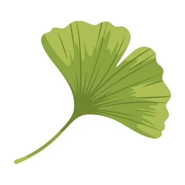 Ginkgo Leaf Illustration Vector Template Stockillustratie