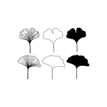 Ginkgo Leaf Illustrations in Various Styles. Vector icon. Stock Illustration