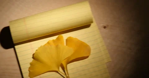 Ginkgo leaf on a notebook 库存影片 162621656