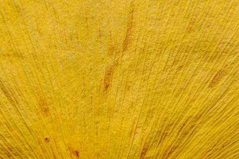 Ginkgo leaf Foto stock