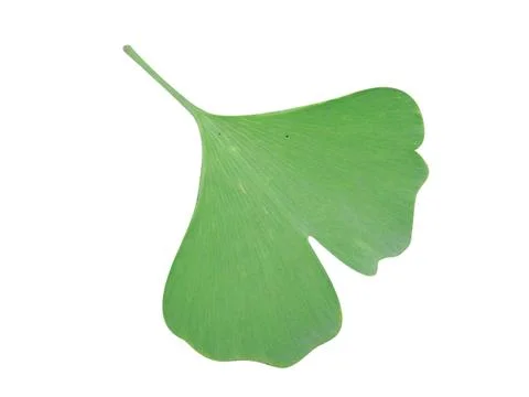 Ginkgo leaf Photos