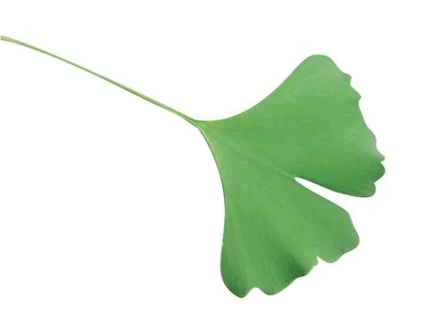 Ginkgo leaf Stock Photos