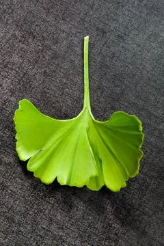 Ginkgo leaf. Stock Photos
