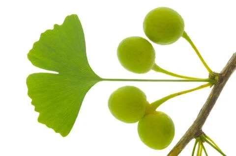 Ginkgo leaf Stock Photos