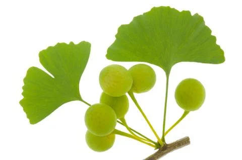 Ginkgo leaf Stock Photos