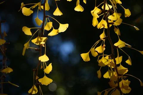 Ginkgo leaf Stock Photos