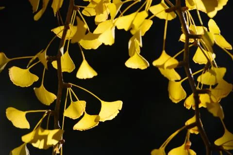 Ginkgo leaf Stock Photos