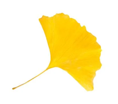 Ginkgo leaf Stock Photos