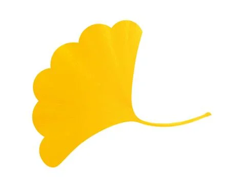 Ginkgo leaf Stock Photos