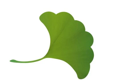 Ginkgo leaf Stock Photos