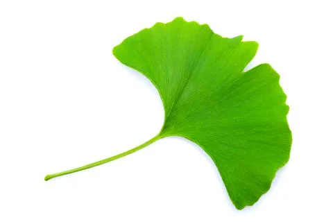 Ginkgo leaf Stock Photos