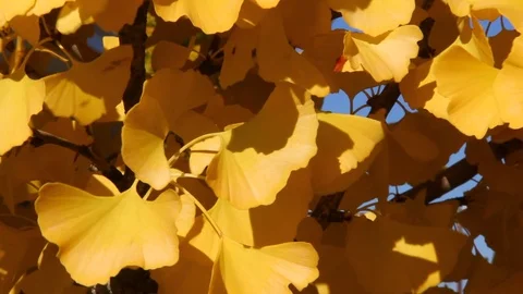Ginkgo leaf shimmy Stock Footage 87965968