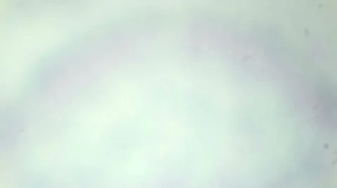 Ginkgo leaf slice under the microscope (Ginkgo leaf C.S.), Full HD Vídeos de archivo 47059232