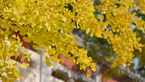 Ginkgo leaf in slow motion Stock Footage 320441612
