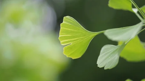 Ginkgo leaf in the sunlight Stock Footage 217370374