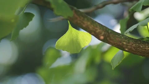 Ginkgo leaf in the sunshine Stock Footage 204976857