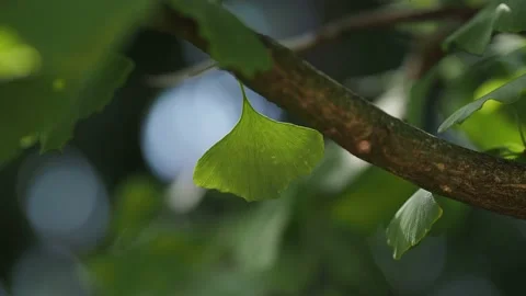 Ginkgo leaf in the sunshine Stock Footage 204976984