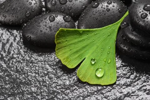 Ginkgo leaf for wellness Stock Photos