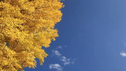 Ginkgo Leaves and Flowing Clouds 스톡 동영상 330282966