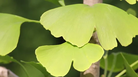 Ginkgo Leaves Close Up Stock Footage 40659040