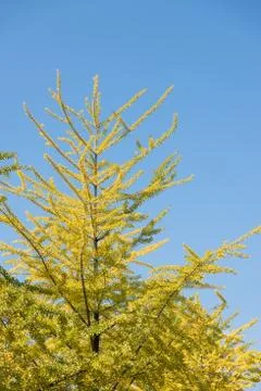 Ginkgo leaves in fall Stock Photos