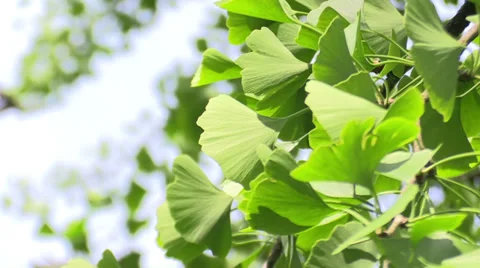 Ginkgo leaves in the forest in sunlight 動画素材 39799534