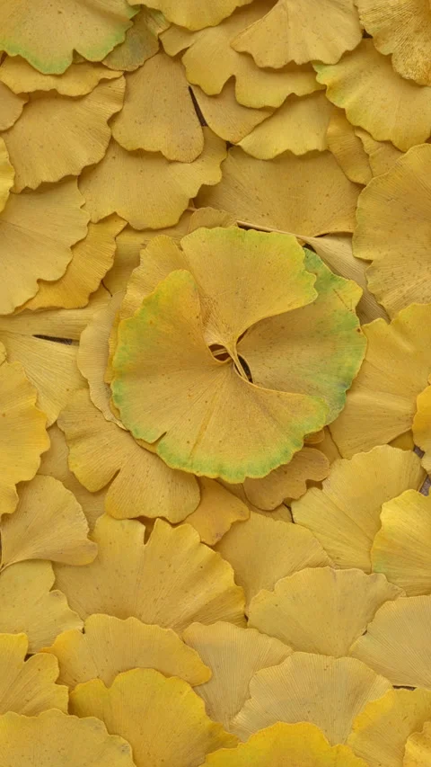 Ginkgo leaves pattern background. Stock Footage 282110620