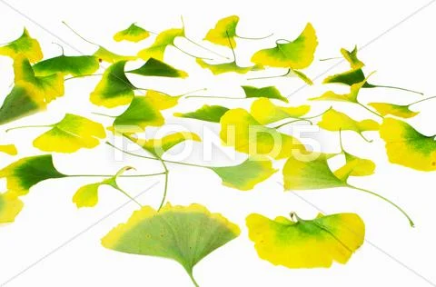 Ginkgo leaves Stock Photos