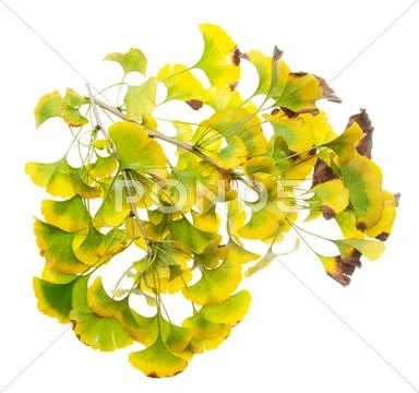 Ginkgo leaves Stock Photos